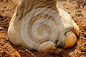 Foot of an Indian Elephant in Shuklaphanta National Park, Nepal