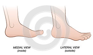 Foot Lateral Medial View Inside Outside Profile