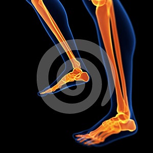 The foot and leg bones
