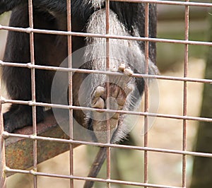 Foot of lion-tailed macaque