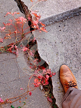 Foot of Man Walking on Cracked and Broken Concrete Sidewalk with Fall Leaves