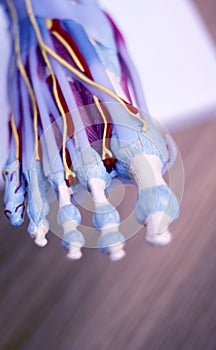 Foot medical anatomy model