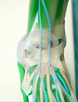 Foot medical anatomy model