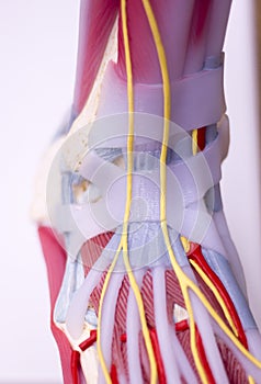 Foot medical anatomy model