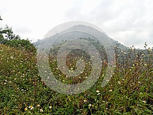 the foot of Mount Geulis Sumedang which is overgrown with beggar ticks or spanish needle flower weeds and weeds