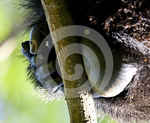 A foot of mountain gorillas. Close-up. Uganda. Bwindi Impenetrable Forest National Park.