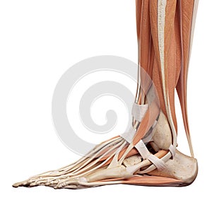 The foot muscles