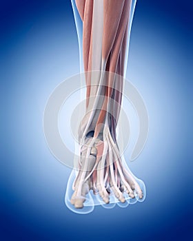 The foot muscles
