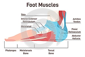 Foot muscles and tendons. Anatomy of leg and foot, human