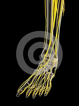 the foot nerves