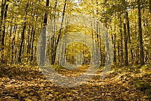 Foot path autumn forest