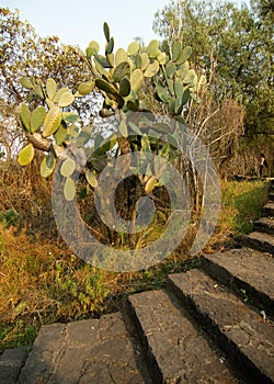 Foot path at Cuicuilco Archaeological Site