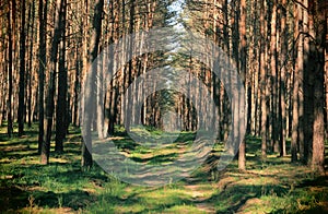 Foot Path Through Dense Forest