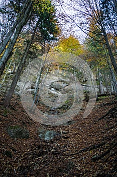 Foot path through forest in autumn with rocks