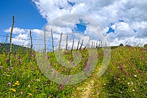 Foot path on pasture near fence