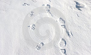 Foot and paw prints in the snow