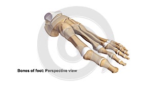 Foot Perspective view
