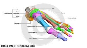 Foot Perspective view