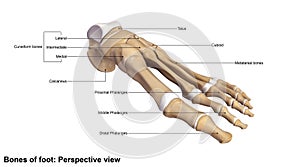 Foot Perspective view