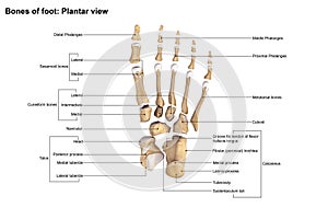 Foot Planter view