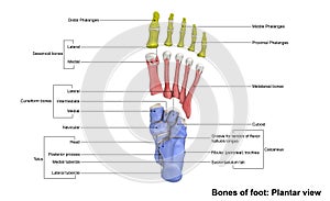 Foot Planter view photo