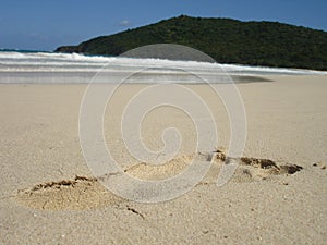 Gamba stampare sul caraibico sabbia 