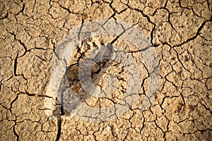 Foot print on cracked earth