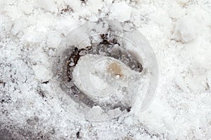 Foot print of horse shoes on snow