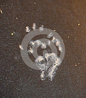 Foot Print of a Monkey - Monkey Paw