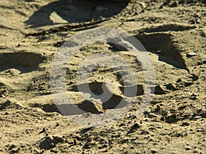 Foot print in the sand