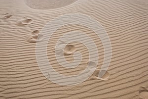 Foot prints in desert.