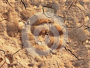 Foot prints of dog on cracked mud