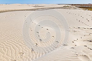 Foot prints in dunes along the western coast of the Baja peninsula