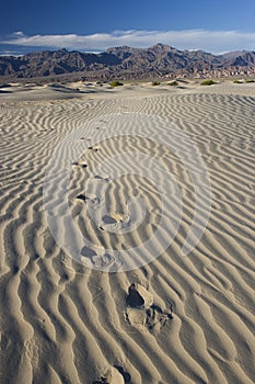 Foot Prints in Sand â€“ Death Valley - Vertical