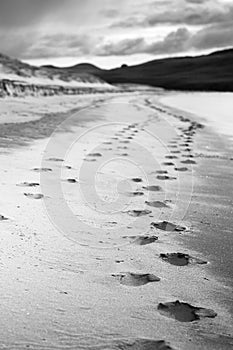 Foot prints on the sandy beach