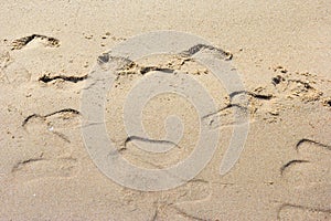 Foot prints on a sandy beach