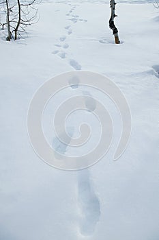 Foot prints in the snow