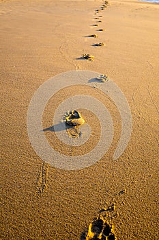 Foot prints trace in golden sand on beach
