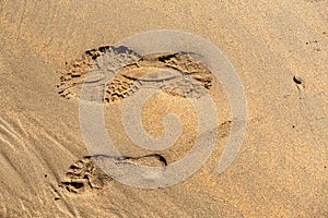 Foot prints on a yellow ocean sand.