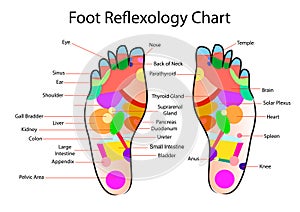 Foot reflexology chart