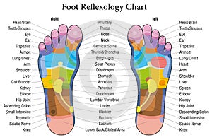 La reflexología podal gráfico con la descripción exacta de los correspondientes órganos internos y partes del cuerpo.