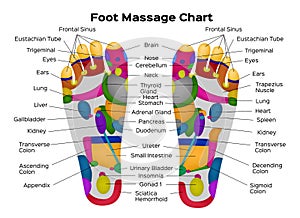 Foot reflexology chart with description of the internal organs and body parts. Vector illustration . anatomy