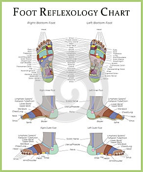 Foot reflexology chart map medicine