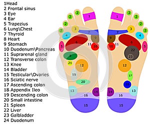 Foot reflexology graphic