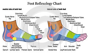 Noha reflexologie strana profil postranní prostřední 