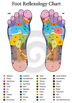 Foot Reflexology Table photo