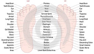 Foot Reflexology Zone Massage Areas Names