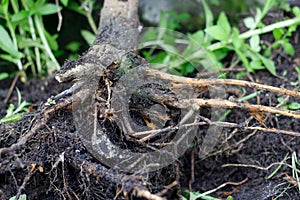 Foot and root rot which fungus is causing the problem on tree