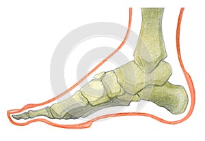 Foot, Scheme of foot with  the corn and plantar callosity