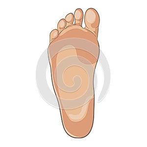 Foot sole illustration for biomechanics, footwear, shoe concepts, medical, health, massage, spa, acupuncture centers